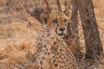 Cheetah in the Kalahari desert, Namibia, Africa