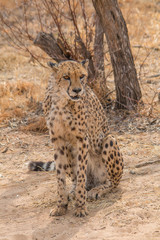 Cheetah in the Kalahari desert, Namibia, Africa