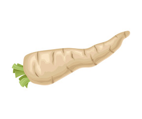 Parsnip Root With Green Leaves Cut off Vector Item