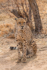 Cheetah in the Kalahari desert, Namibia, Africa