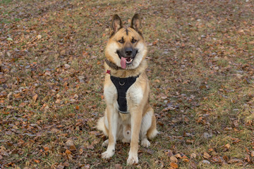Cute multibred dog is sitting in the autumn park.