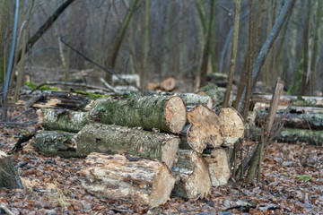 Sawn pieces of wood piled in heaps in a forest