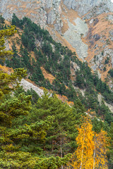 North Ossetia. Mountain peaks in the fall. Orange tree crowns. Falling foliage.