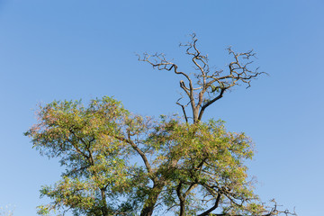 Top of locust tree with autumn leaves and dry branches