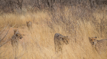 Cheetah in the Kalahari desert, Namibia, Africa