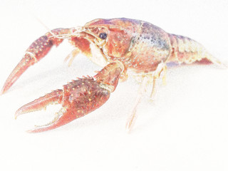 red japan crayfish on white