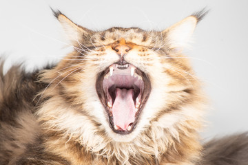 A Maine coon cat yawns with his mouth wide open