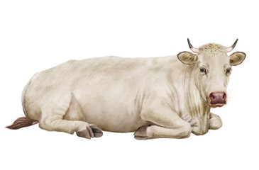 vache laitière, en repos,  normande, animal, ferme, bétail, blanche, taureau, agriculture, isolé, boeuf, gazon, mollet, lait, mammifère, brun, exploitation laitière, noir, champ, alpage, prairie, debo