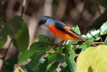 Grey-throated mountaintop bird (Pericrocotus solaris) male orange, female yellow