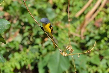 Grey-throated mountaintop bird (Pericrocotus solaris) male orange, female yellow