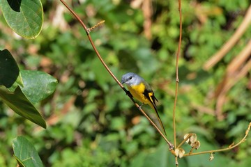 Grey-throated mountaintop bird (Pericrocotus solaris) male orange, female yellow
