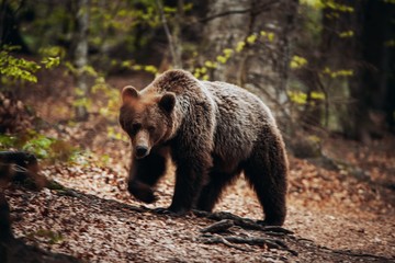 Wild brown bear looking at the camera in the Romanian forest.