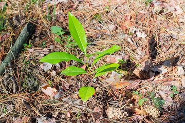 Young sprout of a deciduous tree in pine forest