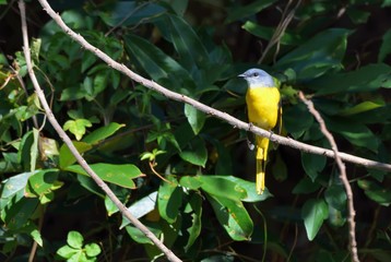 Grey-throated mountaintop bird (Pericrocotus solaris) male orange, female yellow