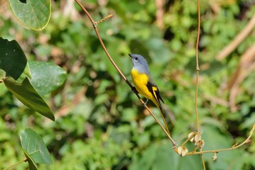 Grey-throated mountaintop bird (Pericrocotus solaris) male orange, female yellow