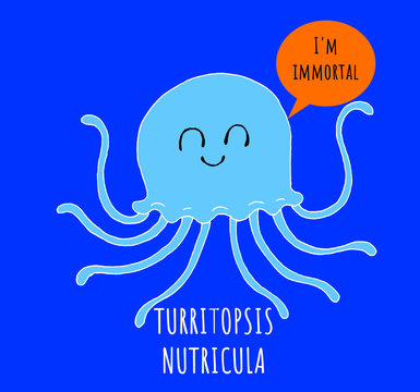 A funny illustration of a jellyfish of the species turritopsis nutricula, better known as the immortal jellyfish
