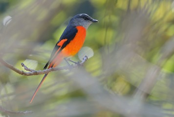 Grey-throated mountaintop bird (Pericrocotus solaris) male orange, female yellow