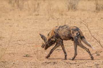 Naklejka na ściany i meble African wild dog in the kalahari, Namibia, Africa