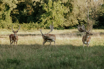 Close up of beautiful young deer in natural park of Migliarino San Rossore Massaciuccoli, Italy 