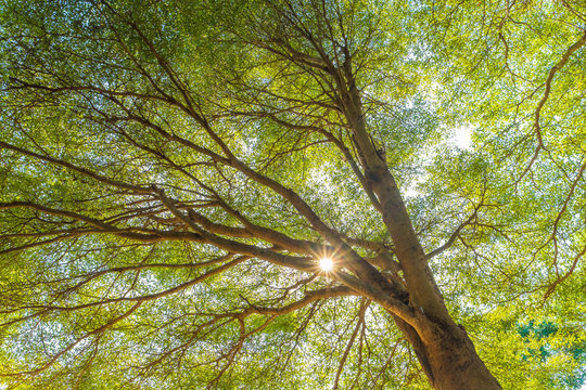 Tropical Tree Branches in Sunlight