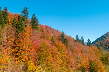 Autumn in the mountains. View of the mountain slope in autumn. Beautiful nature landscape. Carpathian mountains. Bukovel, Ukraine