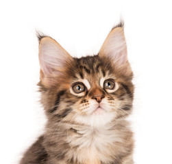 Maine Coon kitten