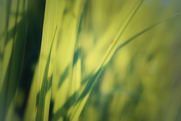 green grass with dew drops