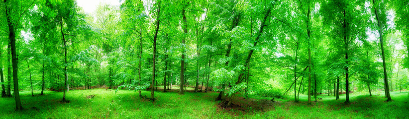 Fototapeta na wymiar Green forest panorama at rain