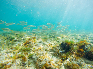 Fototapeta na wymiar Sarpa salpa fishes in sea