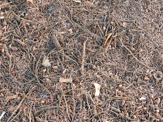 brown gray fallen spruce needles forest litter