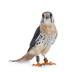 American Kestrel bird standing half side ways / facing front. Looking at camera. Isolated on white background.