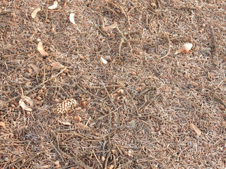 brown gray fallen spruce needles forest litter