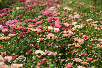 Beautiful blooming chrysanthemum flower in garden