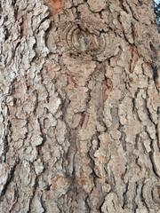brown gray textured embossed tree bark background