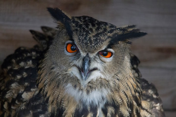 European eagle owl looks into the camera