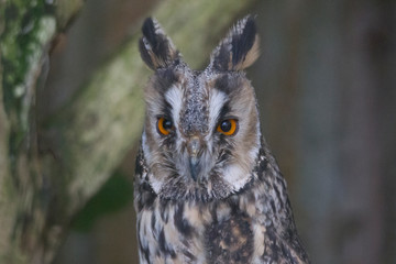  owl looks into the camera