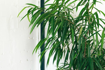 Close up of green indoor plant on white wall, interior decoration