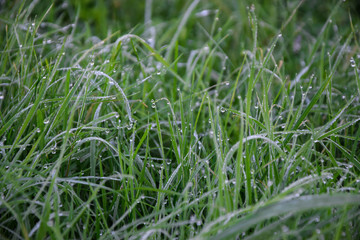 green grass with water drops