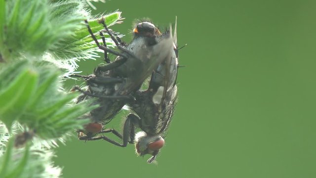 Two hairy flies are engaged in reproduction upside down in wild summer meadow. View macro in wildlife