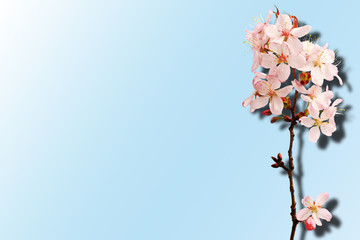 Sakura isolated on a blue background. Gradient. Shadow. Top view.