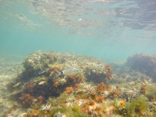 Fototapeta na wymiar Underwater Las Rotas beach San Antonio cape in Denia Alicante Province Spain