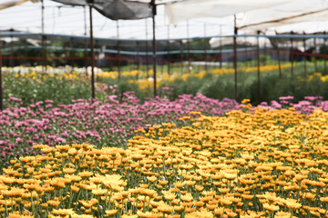 Chrysanthemum flower garden