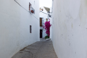 Bougainvillea at the Facades of houses in the white village Vejer de la Frontera in Andalusia