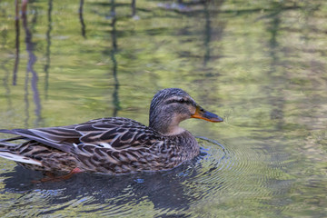 Mallard in the water