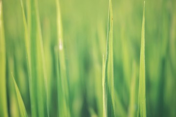 grass with water drops