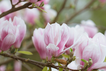 purple magnolia blossoms in spring