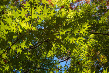 空を仰ぐ紅葉