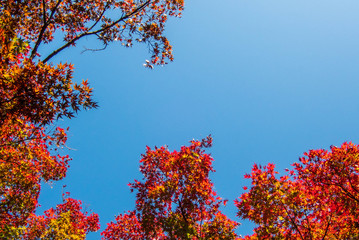 空を仰ぐ紅葉