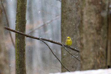 A yellowhammer sits on the branch of a tree in the forest