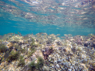 Sarpa salpa fishes in sea